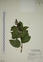 藏品(大葉溲疏)的圖片