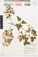 藏品(串鼻龍)的圖片