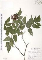 藏品(野鴉椿)的圖片