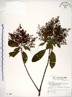 藏品(水金京)的圖片