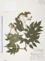 藏品(野鴉椿)的圖片