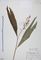 藏品(山月桃)的圖片