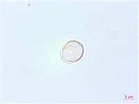 藏品(花點草)的圖片