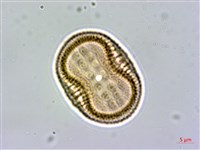 藏品(爵床)的圖片