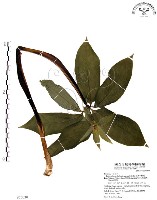 藏品(七葉一枝花)的圖片
