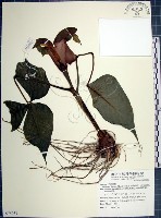 藏品(申跋、油跋、小天南星)的圖片