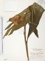 藏品(普萊氏月桃、短穗山姜)的圖片