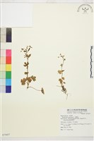 藏品(石龍芮)的圖片