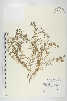 藏品(臭濱芥、臭薺)的圖片