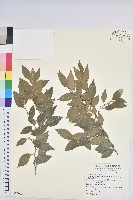 藏品(臺灣假黃楊)的圖片