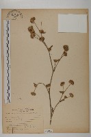 藏品(地膽草、毛蓮菜)的圖片