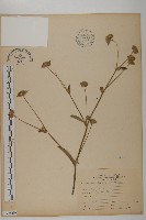 藏品(地膽草、毛蓮菜)的圖片