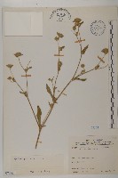 藏品(地膽草、毛蓮菜)的圖片