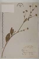 藏品(地膽草、毛蓮菜)的圖片