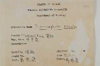 藏品(茯苓菜)的圖片