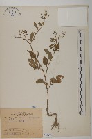 藏品(茯苓菜)的圖片