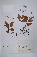 藏品(酸藤)的圖片