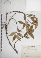 藏品(絡石)的圖片