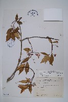 藏品(臺灣絡石)的圖片