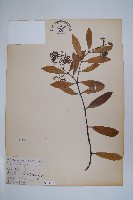 藏品(小錦蘭)的圖片