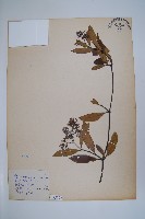 藏品(小錦蘭)的圖片