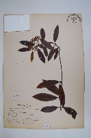 藏品(小錦蘭)的圖片