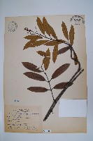 藏品(小錦蘭)的圖片
