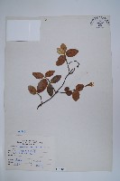 藏品(台灣白花藤)的圖片