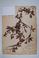 藏品(台灣白花藤)的圖片