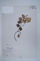 藏品(台灣白花藤)的圖片