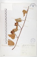 藏品(盒果藤)的圖片