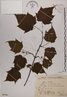 藏品(臺灣紅榨槭)的圖片