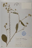 藏品(地膽草、毛蓮菜)的圖片