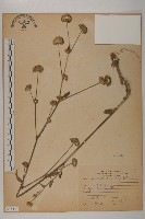 藏品(地膽草、毛蓮菜)的圖片