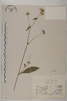 藏品(地膽草、毛蓮菜)的圖片