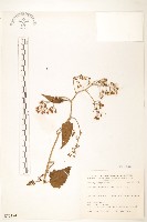 藏品(蔓黃菀)的圖片