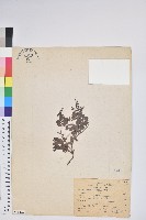 藏品(高山白珠樹)的圖片
