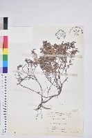 藏品(高山白珠樹)的圖片