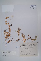 藏品(普刺特草)的圖片