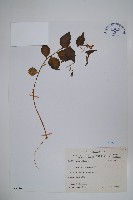 藏品(高山沙參)的圖片