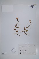 藏品(高山沙參)的圖片