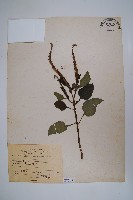 藏品(狗尾草)的圖片