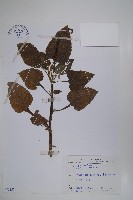 藏品(狗尾草)的圖片