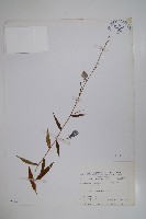 藏品(玉山沙參)的圖片