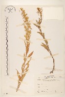 藏品(一枝黃花)的圖片