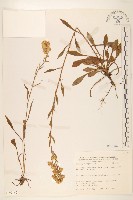 藏品(一枝黃花)的圖片