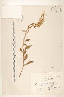 藏品(一枝黃花)的圖片