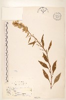 藏品(一枝黃花)的圖片