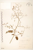 藏品(蔓黃菀)的圖片