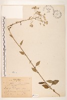 藏品(一枝香)的圖片